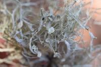 Ramalina leptocarpha image