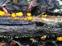 Dacrymyces stillatus image