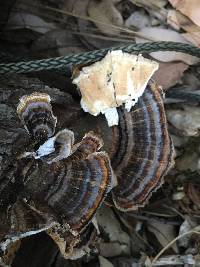 Trametes versicolor image