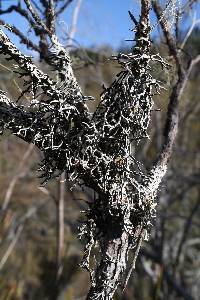 Hypogymnia lugubris image