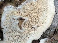 Trametes versicolor image
