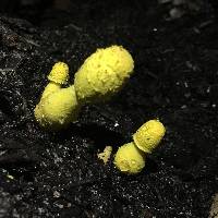 Leucocoprinus birnbaumii image