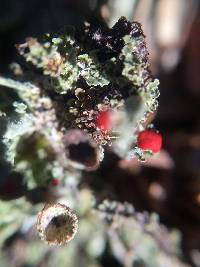 Cladonia cristatella image