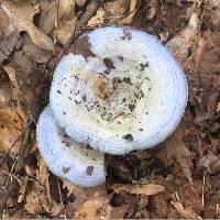 Lactarius indigo image