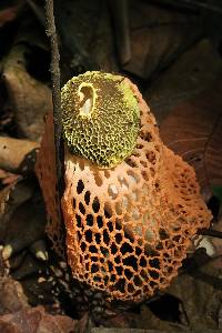 Phallus indusiatus image