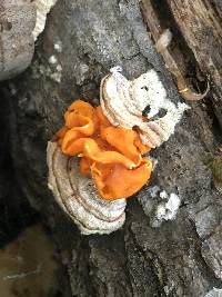 Tremella aurantia image