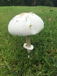 Chlorophyllum molybdites image