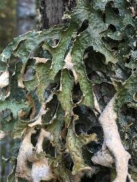 Lobaria pulmonaria image