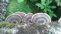 Trametes versicolor image