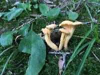 Cantharellus lateritius image