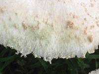 Chlorophyllum molybdites image