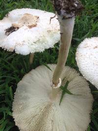 Chlorophyllum molybdites image