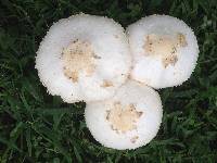 Chlorophyllum molybdites image