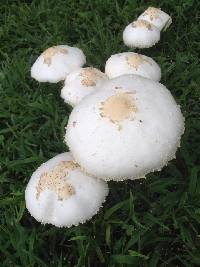 Chlorophyllum molybdites image