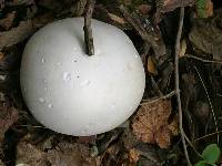 Calvatia gigantea image