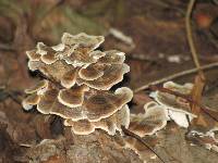 Trametes versicolor image