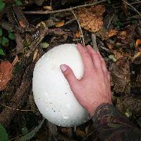 Calvatia gigantea image