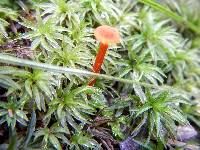 Hygrocybe miniata image