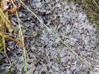 Image of Peltigera rufescens