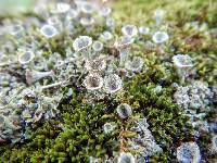 Cladonia chlorophaea image