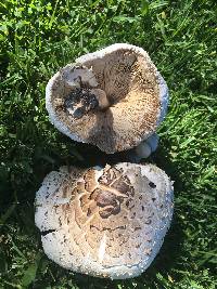 Chlorophyllum molybdites image