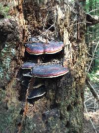 Fomitopsis pinicola image