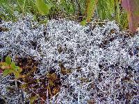 Cladonia rangiferina image