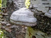 Fomes fomentarius image