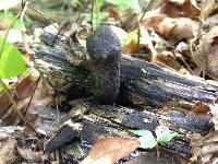 Xylaria polymorpha image