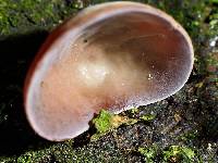 Auricularia cornea image