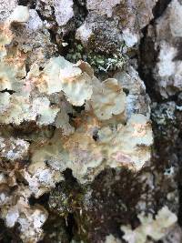 Lobaria scrobiculata image