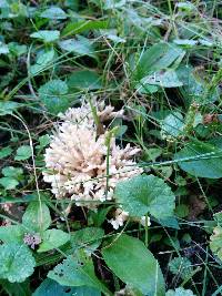 Tremellodendron pallidum image