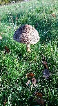 Macrolepiota procera var. procera image