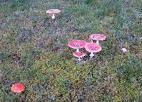 Amanita muscaria image