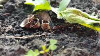 Cyathus stercoreus image