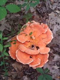 Laetiporus cincinnatus image