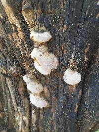 Image of Phellinus arctostaphyli