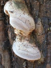 Phellinus arctostaphyli image