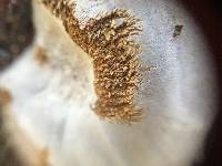 Phellinus arctostaphyli image