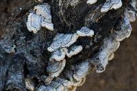 Trametes versicolor image