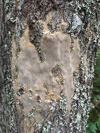 Image of Phellinus maxonii