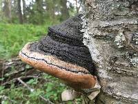 Phellinus igniarius image