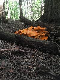 Omphalotus illudens image