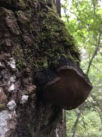 Phellinus tremulae image