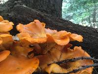 Omphalotus illudens image