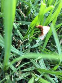 Conocybe apala image