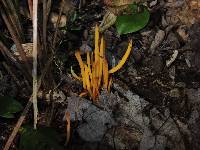 Clavulinopsis fusiformis image