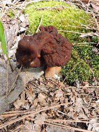 Gyromitra esculenta image