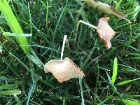 Conocybe apala image