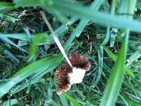 Conocybe apala image